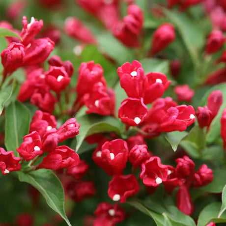 Sonic Bloom Red weigela with pink flowers in a pot