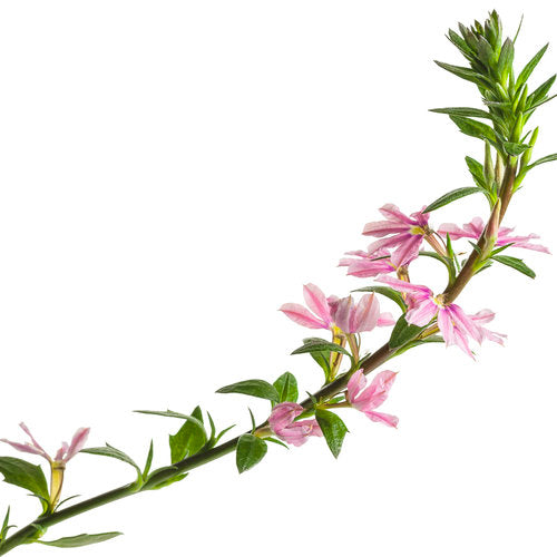 Whirlwind® Pink Scaevola | Proven Winners®