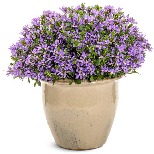 Stardiva Blue scaevola in a container with blue flowers
