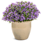 Stardiva Blue scaevola in a container with blue flowers