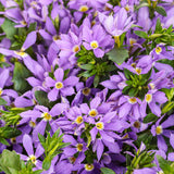 Stardiva Blue scaevola with blue flowers in a pot