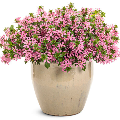 Stardiva Pink scaevola in a container with pink flowers