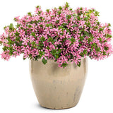 Stardiva Pink scaevola in a container with pink flowers