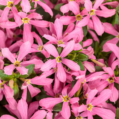 Stardiva Pink scaevola in a nursery pot with pink flowers