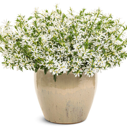 White scaevola in a nursery pot with green foliage