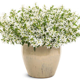 White scaevola in a nursery pot with green foliage
