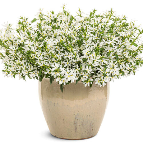 White scaevola in a nursery pot with green foliage