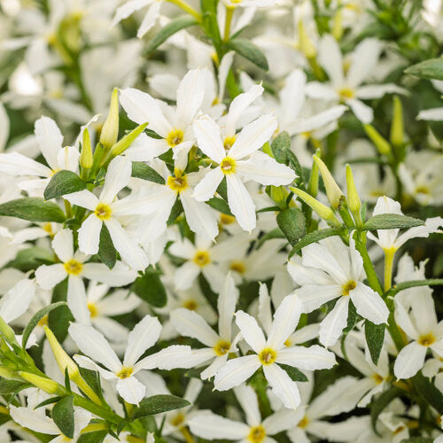 Stratosphere™ Pink Picotee Gaura | Proven Winners – Creekside