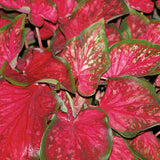 Heart to Heart Scarlet Flame caladium in a pot