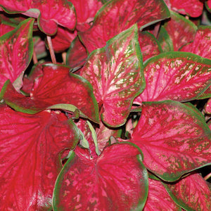 Heart to Heart Scarlet Flame caladium in a pot