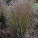 Prairie Winds Blue Paradise little bluestem in a pot