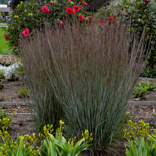Blue Paradise little bluestem grass in a nursery pot