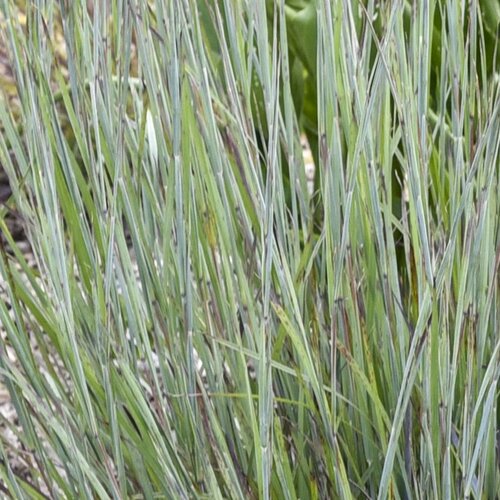Prairie Winds Brush Strokes little bluestem in a pot
