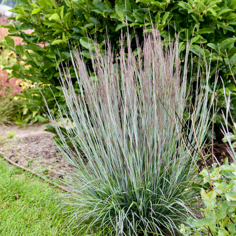 Prairie Winds Brush Strokes little bluestem in a pot