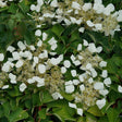 Schizophragma Flirty Girl in a pot with green foliage