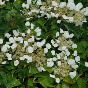 Schizophragma Flirty Girl in a pot with green foliage