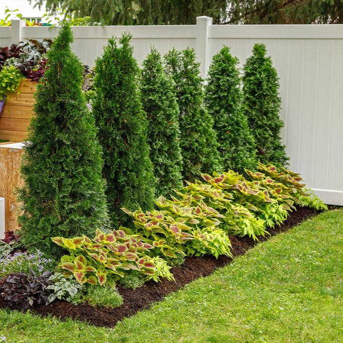 North Pole arborvitae in a nursery pot