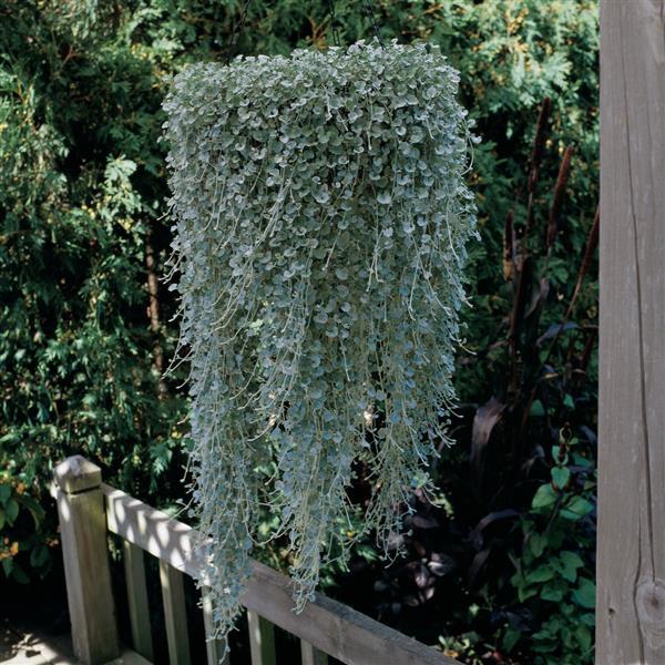 Silver Falls™ Dichondra