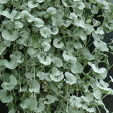Silver Falls dichondra trailing in a hanging pot