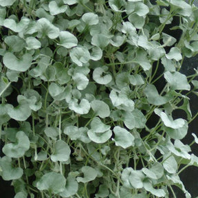 Silver Falls dichondra trailing in a hanging pot