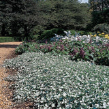 Silver Falls dichondra trailing in a hanging pot