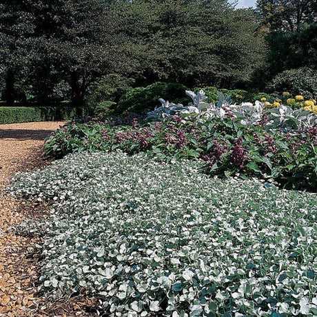 Silver Falls dichondra trailing in a hanging pot