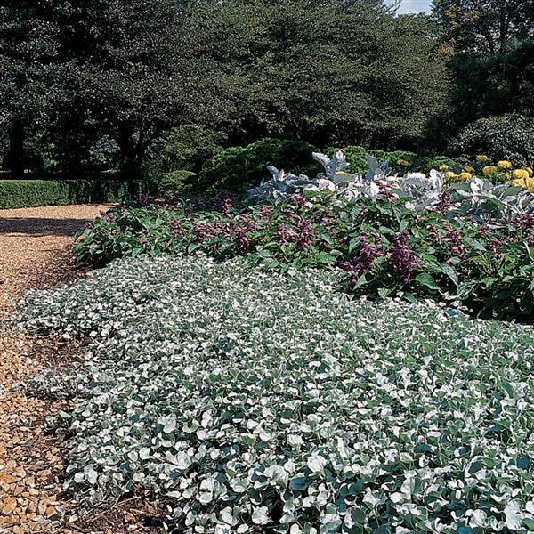 Silver Falls™ Dichondra