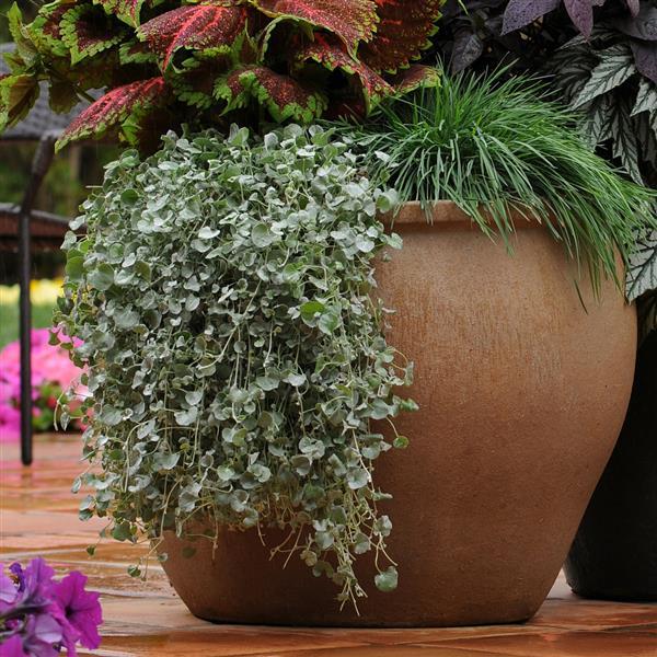 Silver Falls™ Dichondra