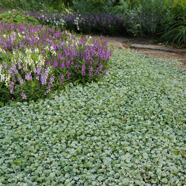 Silver Falls™ Dichondra | Creekside Champions™ – Creekside Nursery