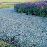 Trailing silver dichondra with cascading silvery leaves