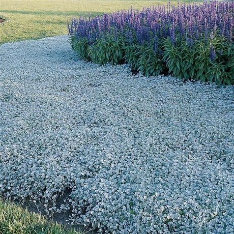 Trailing silver dichondra with cascading silvery leaves