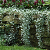 Silver Falls dichondra trailing in a hanging pot