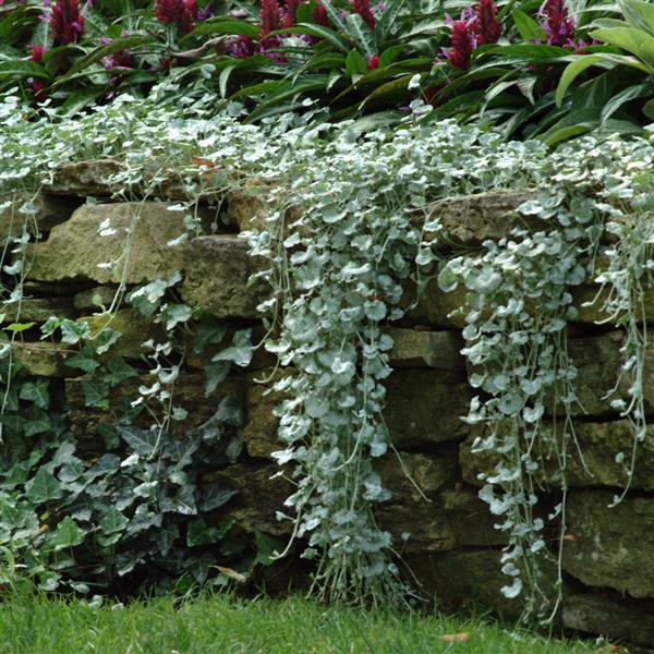 Silver Falls Dichondra | Proven Winners