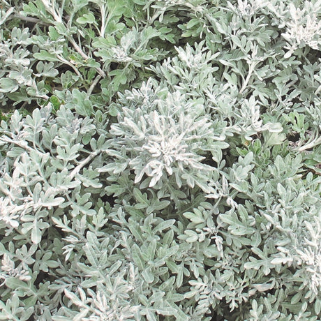 Silver Bullet artemisia in a gray-green foliage mound