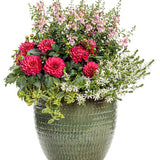 Angelface Wedgewood Pink angelonia in a pot