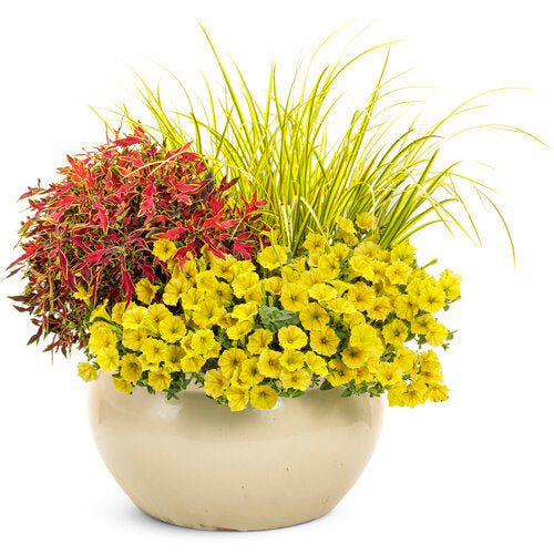 Coleus ColorBlaze Mini Me Watermelon in a pot