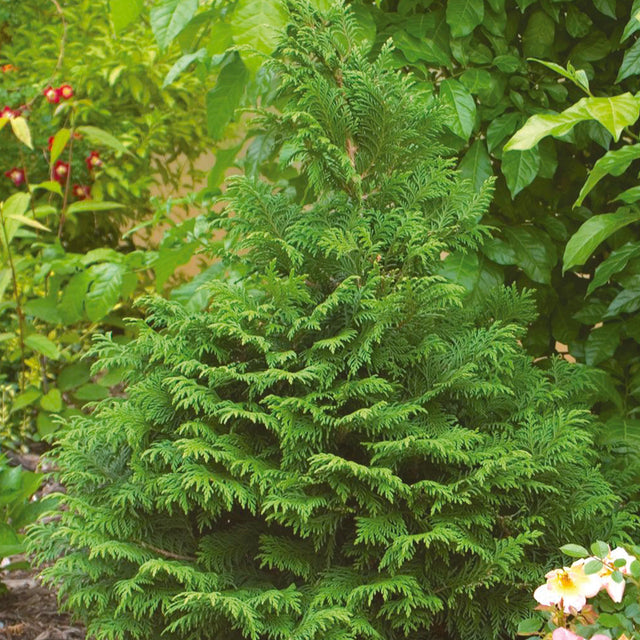 Chamaecyparis Soft Serve false cypress in a container