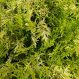 Chamaecyparis Soft Serve Gold false cypress in a pot