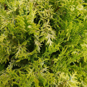 Chamaecyparis Soft Serve Gold false cypress in a pot