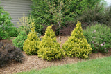 Chamaecyparis Soft Serve Gold false cypress in a pot