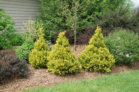 Chamaecyparis Soft Serve Gold false cypress in a pot