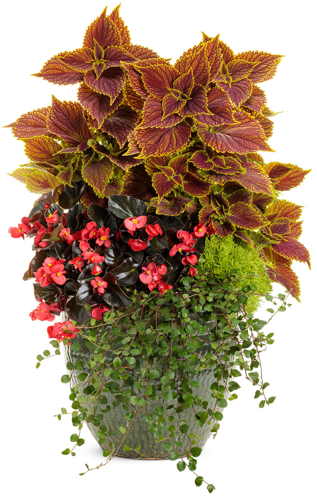 red-leaved surefire cherry cordial plant in a pot