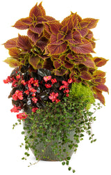 red-leaved surefire cherry cordial plant in a pot