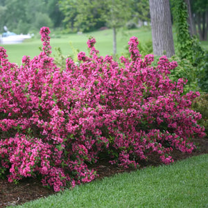 Sonic Bloom pink weigela shrub with pink flowers in pot