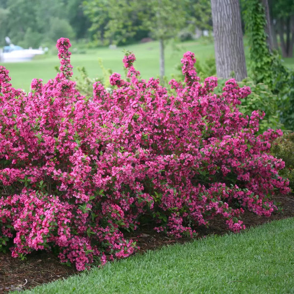 Sonic Bloom® Pink Weigela – Creekside Nursery, Inc