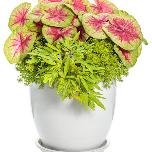 Heart to Heart® Lemon Blush Caladium | Proven Winners® – Creekside