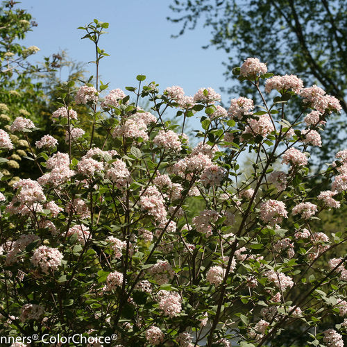 Koreanspice viburnum with pink flowers in a pot