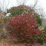 Koreanspice viburnum with white blooms in a pot
