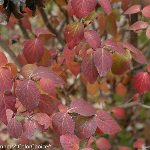 Koreanspice viburnum with pink flower clusters in pot