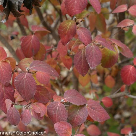 Koreanspice viburnum with pink flower clusters in pot